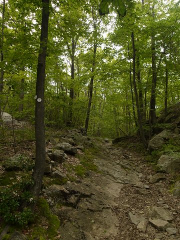 Fishkill Ridge Trail crosses unblazed woods road, near Dozer Junction