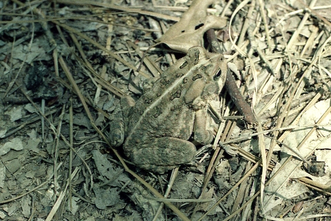 Toad, Oak Mountain State Park, Shelby County, Alabama