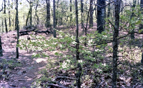 Vegetation, Oak Mountain State Park, Shelby County, Alabama