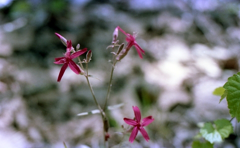 Wildflowers, Oak Mountain State Park, Shelby County, Alabama