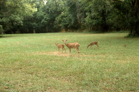 Deer, Brazos Bend State Park, Houston, Texas