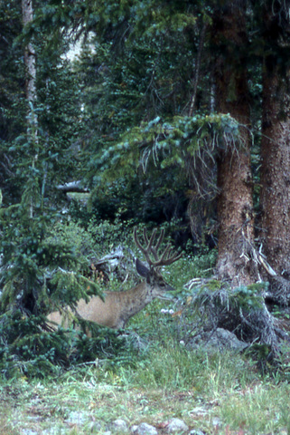 Deer at Campsite, Collegiate Peaks Wilderness, White River National Forest, Colorado