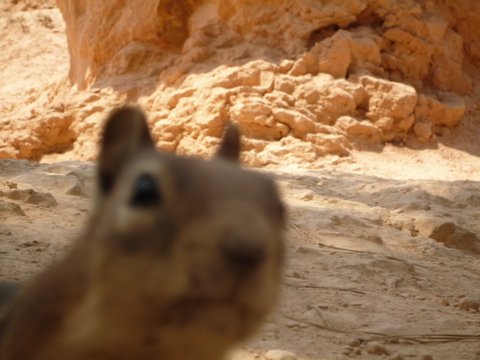 Chipmunk at Bryce Canyon National Park, UT