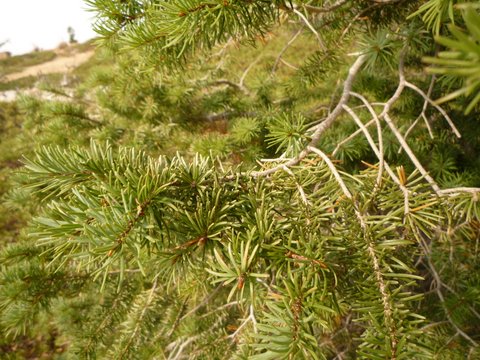 Bristlecone pine needles