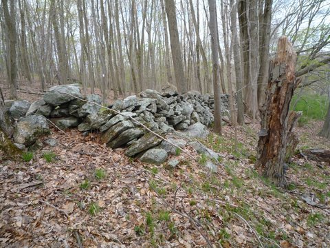 Stone wall on orange trail, Hunt-Parker Sanctuary, Westchester County, NY