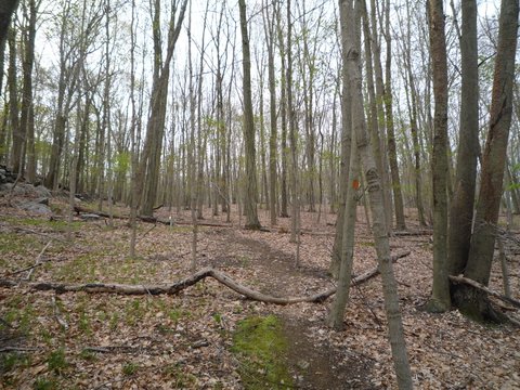 Fallen branch, Hunt-Parker Sanctuary, Westchester County, NY