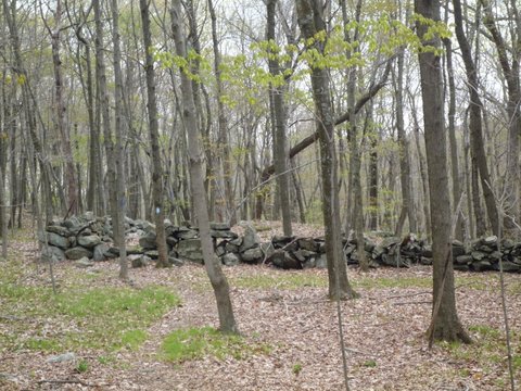 Stone wall, blue trail, Hunt-Parker Sanctuary, Westchester County, NY