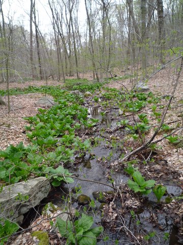 Stream, blue trail, Hunt-Parker Sanctuary, Westchester County, NY