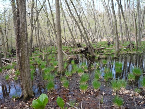 Wetlands, Yellow Trail, Mt. Holly Sanctuary, Westchester County, NY