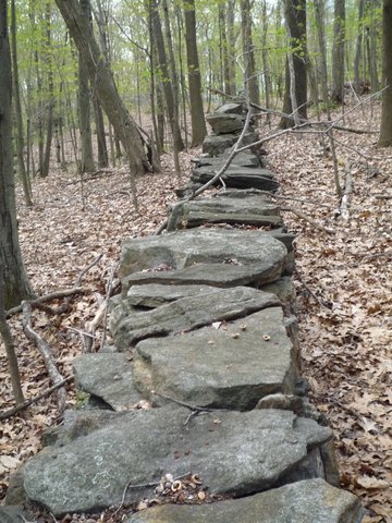 Stone wall, Yellow Trail, Mt. Holly Sanctuary, Westchester County, NY