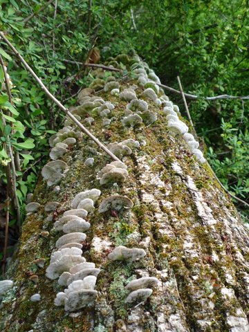 Fallen tree with lichens