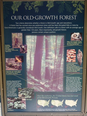 Old-growth forest poster, Mianus River Gorge, Westchester County, NY