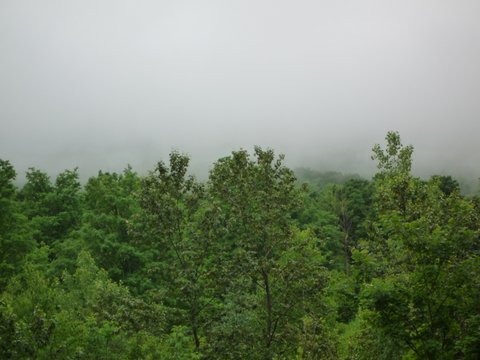 Foggy day at Money Brook Trail, Mt. Greylock State Reservation, MA