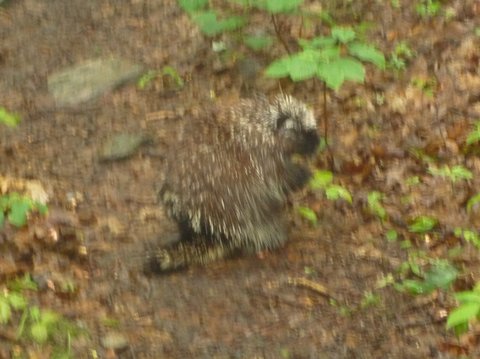 American Porcupine (blurred)