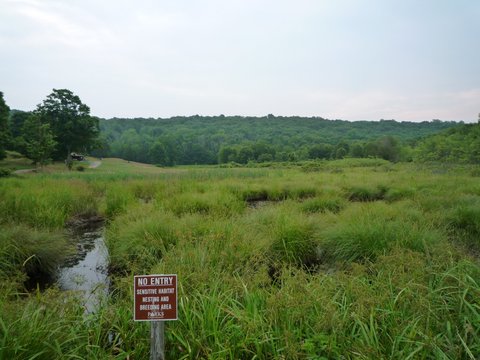 Wetland, Ward Pound Ridge Reservation, Westchester County, NY