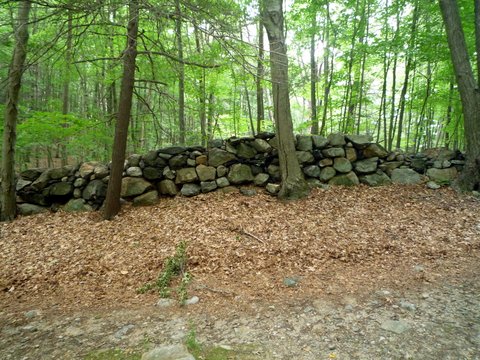 Stone wall, Ward Pound Ridge Reservation, Westchester County, NY
