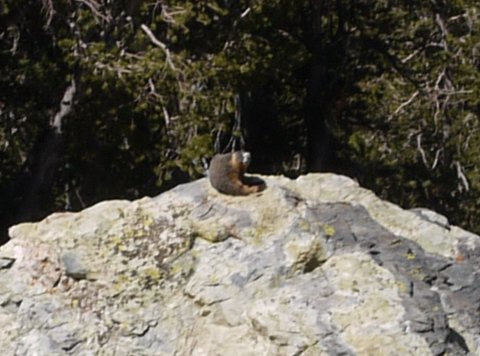Unknown animal, Mt. Dana, Yosemite National Park, California