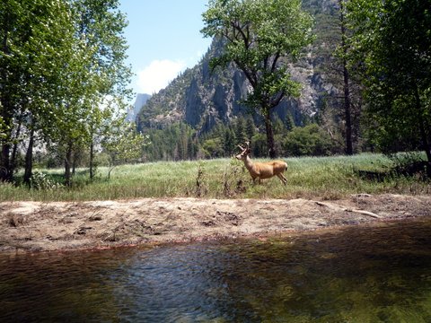 Mule Deer beside Merced River, Yosemite National Park, California
