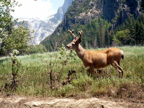 Mule deer, Yosemite National Park, California