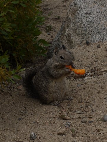 California ground squirrel eating cheese puff