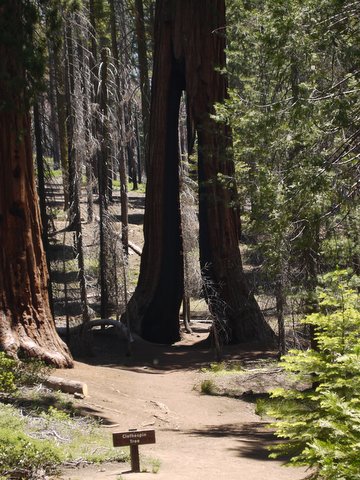 Clothespin Tree, Mariposa Grove, Yosemite National Park, California