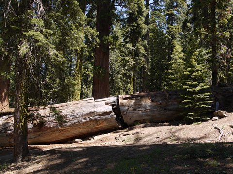 Shattered sequoia tree, Mariposa Grove, Yosemite National Park, California