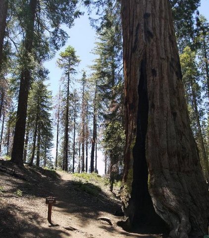 Telescope Tree, Mariposa Grove, Yosemite National Park, California