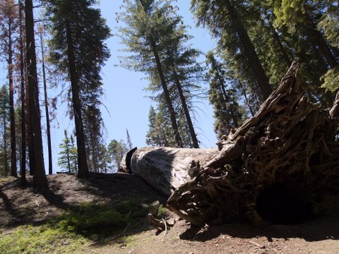 Fallen Sequoia Tree, Mariposa Grove, Yosemite National Park, California