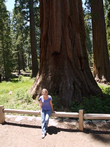 Julie poses in front of giant sequoia, Mariposa Grove, Yosemite National Park, California