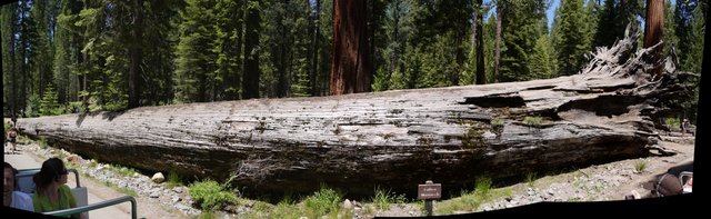 Fallen Monarch, Mariposa Grove, Yosemite National Park, California