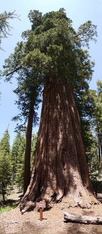 Mariposa Tree, Mariposa Grove, Yosemite National Park, California