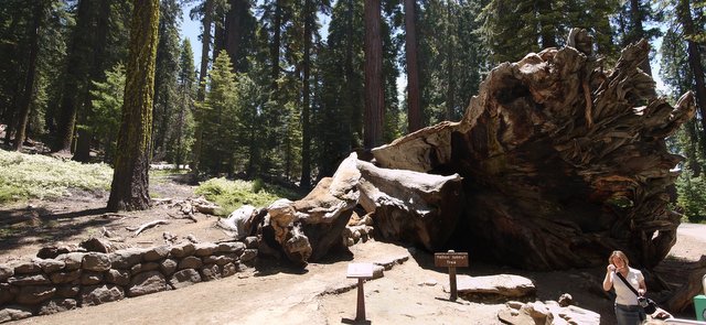 Fallen Tunnel Tree, Mariposa Grove, Yosemite National Park, California