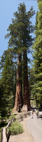 Close-growing sequoia trees, Mariposa Grove, Yosemite National Park, California