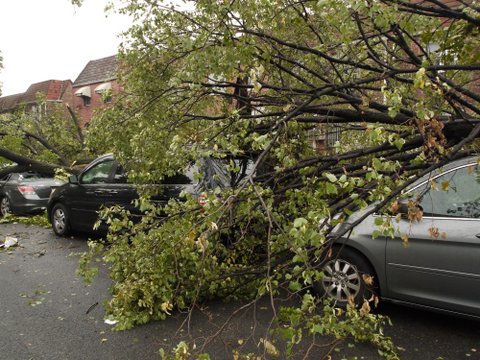Tree fallen onto car, 69th Road, Kew Gardens Hills, NY