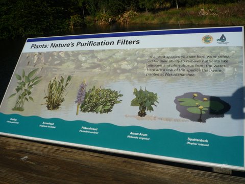 "Plants: Nature's Purification Filters" Poster, Wakodahatchee Wetlands, Palm Beach County, Florida