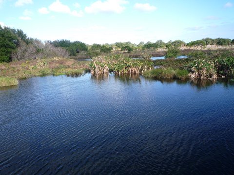 Wakodahatchee Wetlands, Palm Beach County, Florida