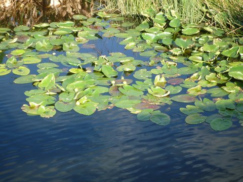 Water lilies, Wakodahatchee Wetlands, Palm Beach County, Florida