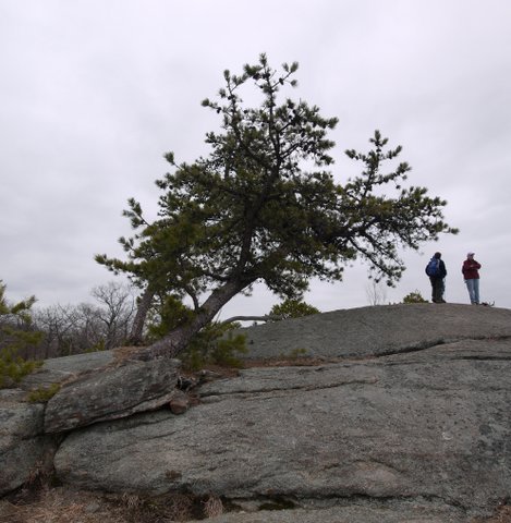 Tree grows among bare rock, Lichen Trail, Harriman State Park, NY