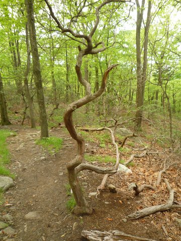 Tree trunk, Bear Mountain, NY