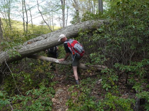 Fallen tree blocks White Cross Trail, Harriman State Park, NY