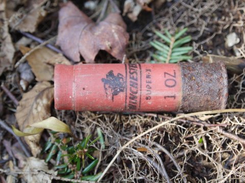Shotgun shell in the woods