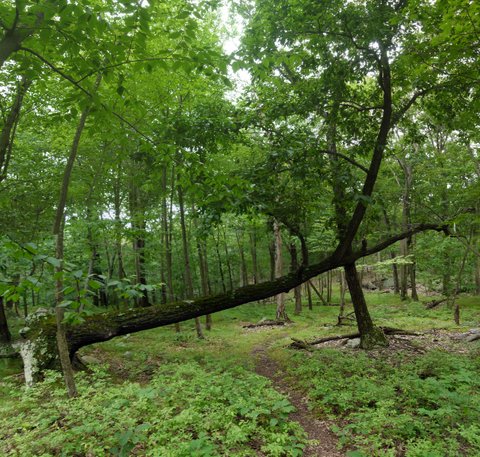 Sideways tree, Sterling Forest State Park, NY