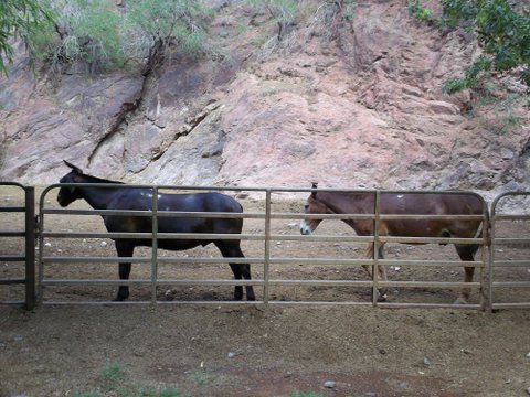 Mules at Phantom Ranch, Grand Canyon