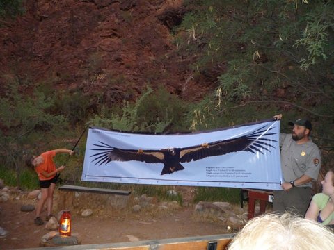 Condor program, Phantom Ranch, Grand Canyon