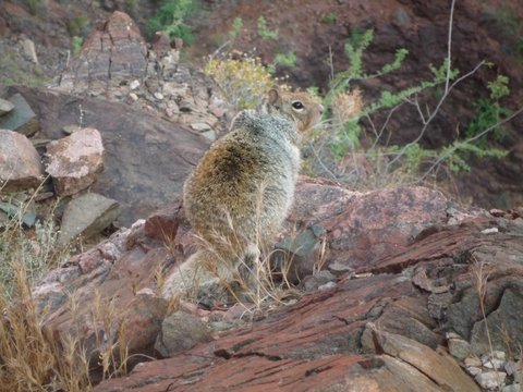 Fat squirrel, Bright Angel Trail, Grand Canyon