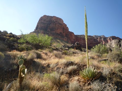 Century Plant and Cactus, Bright Angel Trail, Grand Canyon