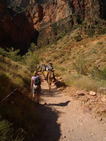 Mule team, Bright Angel Trail, Grand Canyon
