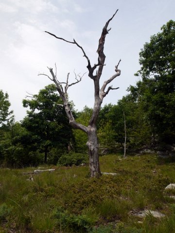 Dead tree, Stonetown Circular Trail, Passaic River Coalition, NJ