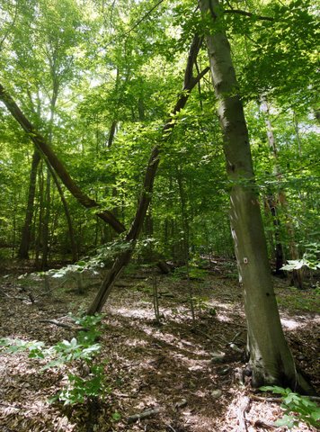 Crossed trees, Stonetown Circular Trail, Passaic River Coalition, NJ