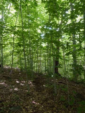 Birch trees, Stonetown Circular Trail, Passaic River Coalition, NJ